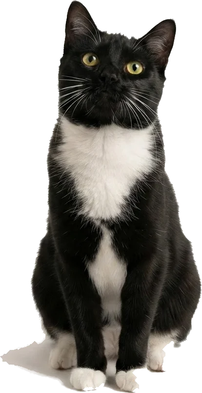 A tuxedo cat sitting and looking up for a chew