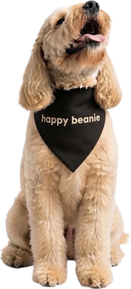 A goldendoodle in a Happy Beanie bandana looking up for a chew