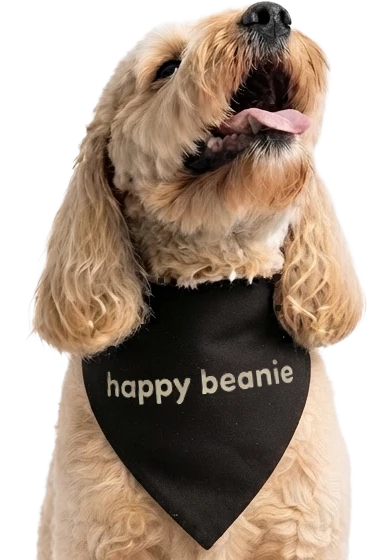 Summer, a goldendoodle, waiting with her mouth open