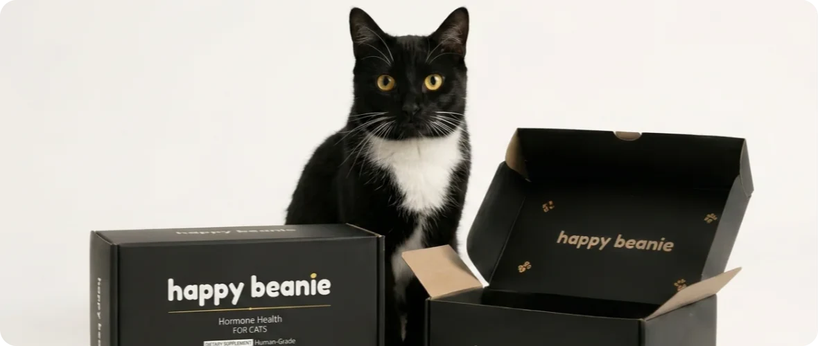 Tuxedo cat with the Happy Beans for Cats boxes